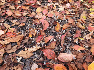Autumn colour background of  Prunus Sargentii a tree which has red brown leaves during the fall season in November which is commonly known as Sargent's cherry, stock photo image
