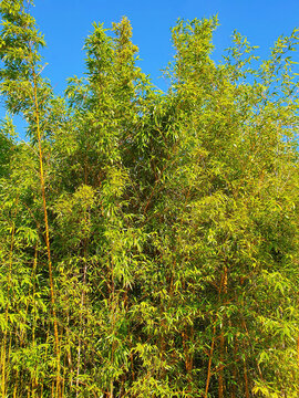 Phyllostachys Aurea an evergreen flower plant commonly known as fish pole bamboo, stock photo image