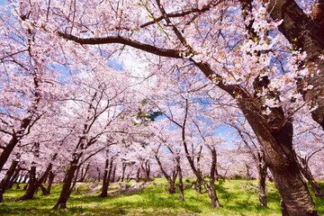 Fototapeta premium 信州 満開の桜
