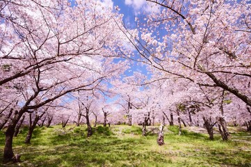 信州　満開の桜 © sada