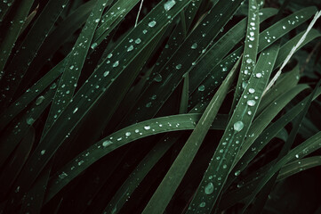 green grass with raindrops