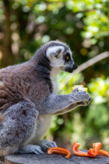 ring lemur