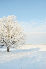 Mighty oak tree, snow-covered field, human tracks in a fresh snow. Forest meadow. Pure sunlight....