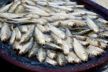 전통시장에는 싱싱한 생선이 판매합니다.