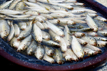 전통시장에는 싱싱한 생선이 판매합니다.