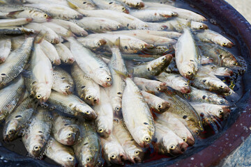 전통시장에는 싱싱한 생선이 판매합니다.