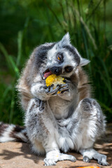 ring lemur