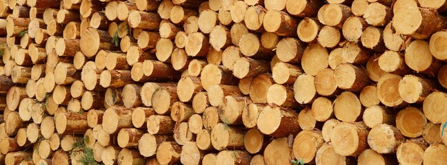 Freshly made firewood in the evergreen forest, pine tree logs close-up. Environmental damage,...