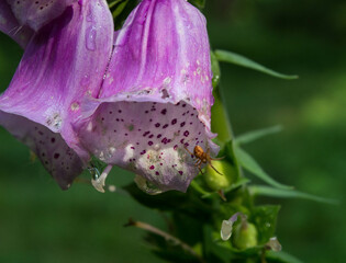 purple digitalis blooming in forest