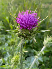 thistle