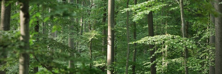Panoramic view of the dark mysterious beech forest. Mighty trees. Sunlight through the tree trunks, green leaves. Summer landscape. Rhineland, Germany. Nature, ecology, environmental conservation - obrazy, fototapety, plakaty