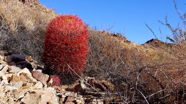 Desert mountain landscape with cacti. Desert barrel cactus Ferocactus cylindraceus, Joshua Tree National Park, south California