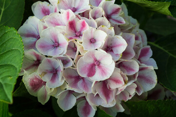 white and pink phlox blooming in garden in summer