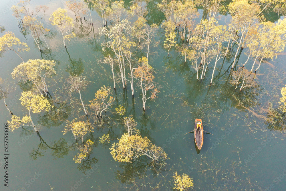 Wall mural the beauty of the flooded forest at sunrise, the photo taken by a drone