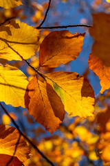 Leaves in autumn colours in the colourful fall forests of Söderåsen nationalpark in the south of Sweden, Skåne. Rich autumn colored leaf, red, orange, brown, green. Cold swedish autumn