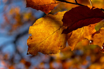 Naklejka na ściany i meble Leaves in autumn colours in the colourful fall forests of Söderåsen nationalpark in the south of Sweden, Skåne. Rich autumn colored leaf, red, orange, brown, green. Cold swedish autumn