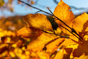 Leaves in autumn colours in the colourful fall forests of Söderåsen nationalpark in the south of Sweden, Skåne. Rich autumn colored leaf, red, orange, brown, green. Cold swedish autumn