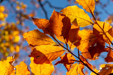 Leaves in autumn colours in the colourful fall forests of Söderåsen nationalpark in the south of Sweden, Skåne. Rich autumn colored leaf, red, orange, brown, green. Cold swedish autumn
