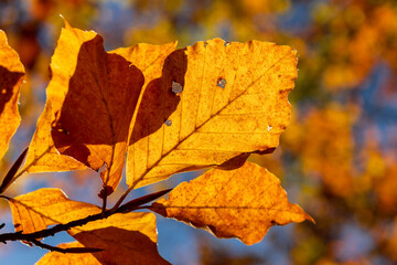 Leaves in autumn colours in the colourful fall forests of Söderåsen nationalpark in the south of Sweden, Skåne. Rich autumn colored leaf, red, orange, brown, green. Cold swedish autumn