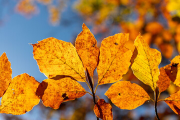 Leaves in autumn colours in the colourful fall forests of Söderåsen nationalpark in the south of Sweden, Skåne. Rich autumn colored leaf, red, orange, brown, green. Cold swedish autumn