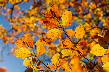 Fototapeta na wymiar Leaves in autumn colours in the colourful fall forests of Söderåsen nationalpark in the south of Sweden, Skåne. Rich autumn colored leaf, red, orange, brown, green. Cold swedish autumn