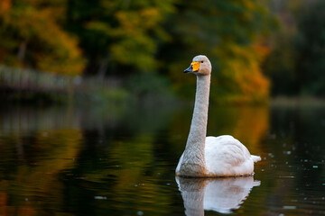 Swan in the water of Söderåsen nationalpark in Sweden, with a muted green and yellow background of autumn leaves in the surrounding trees. A reflection of the swan in the calm water.