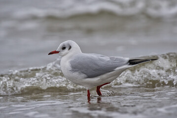 Naklejka premium Möve