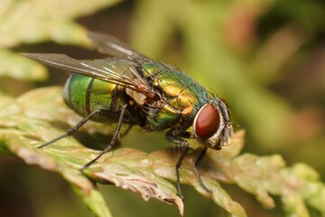 Colored Housefly on a leaf