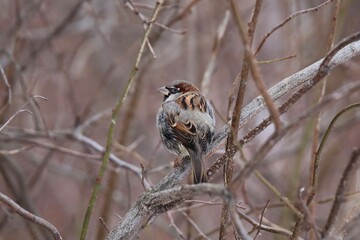 Finnish winter bird december 2021