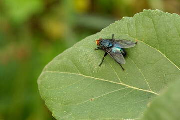 Totenfliege ((ynomya mortuorum)