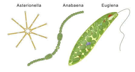 Three types of algae: Asterionella, Anabaena, Euglena