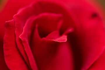 Deep, vibrant red rose. Extreme macro, full frame close up.