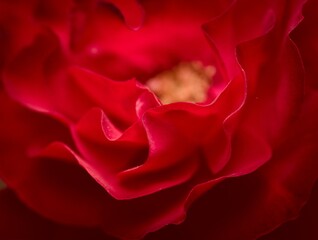 Deep, vibrant red rose. Extreme macro, full frame close up.