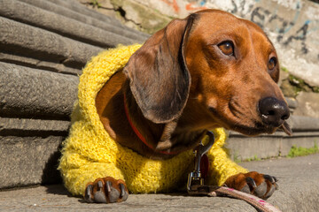 A two year old kaninchen dachshund dog lying in the sun on a stone staircase. It has a yellow coat....