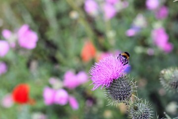 Thistles and bees in a wild flower garden, Gainsborough Square, Bristol