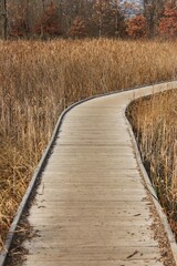 wooden bridge in autumn forest