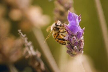 Worker bee collecting pollen from a lavender flower in bloom. Macro close up.