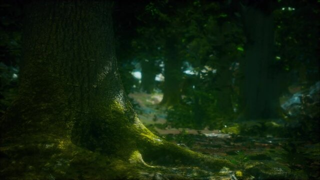 beautiful green moss on the floor and trees