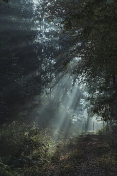 leśny świt © Piotr Szpakowski