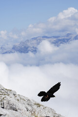Alpendohle in Berchtesgaden - pt.6