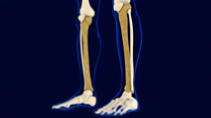 Tibia Bones Human skeleton anatomy 3D Rendering