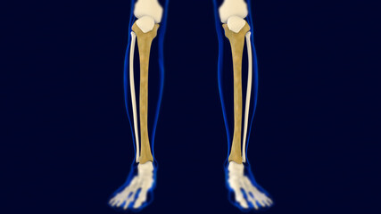 Tibia Bones Human skeleton anatomy 3D Rendering - obrazy, fototapety, plakaty