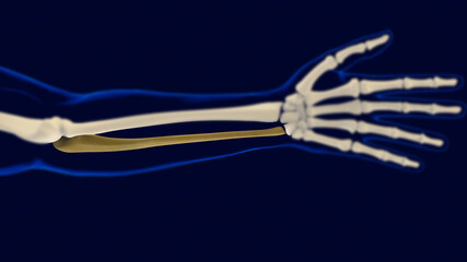 Ulna Bone Human skeleton anatomy 3D Rendering