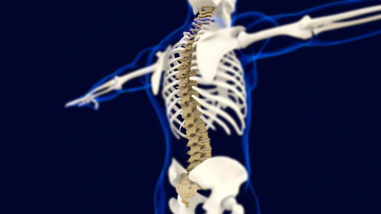 Vertebral Column bones Human skeleton anatomy 3D Rendering - obrazy, fototapety, plakaty