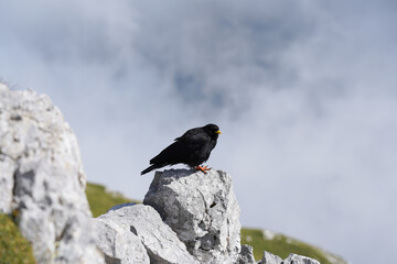Alpendohle in Berchtesgaden - pt.3