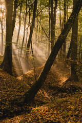 jesień w lesie - obrazy, fototapety, plakaty