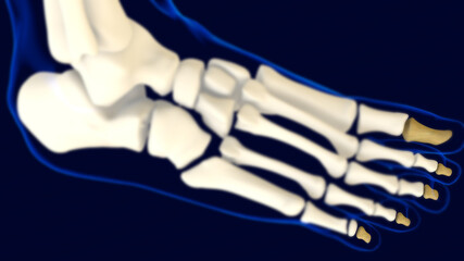 Distal Phalanges Foot bones Anatomy for medical concept 3D - obrazy, fototapety, plakaty
