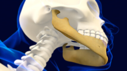 Mandible Bone Skull Anatomy Human Skeleton For Medical Concept 3D