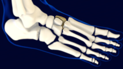 Medial Cuneiform Foot Bone Anatomy For Medical Concept 3D