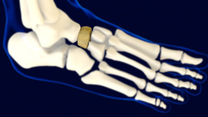 Navicular Foot Bone Human skeleton anatomy 3D Rendering